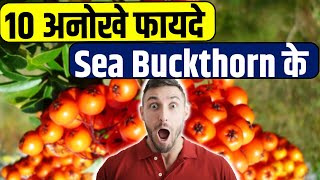 10 अनोखे फायदे Sea Buckthorn के  Sea Buckthorn Benefits  Sea Buckthorn Oil [upl. by Nnaaihtnyc]