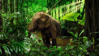 The Extraordinary Sights And Sounds Of Southeast Asias Rainforest  Equator [upl. by Elaina]