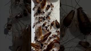 German Cockroach Life Stages pestcontrol [upl. by Dnalyr]