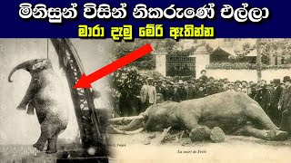 මිනිසුන් විසින් නිකරුණේ එල්ලා මාරා දැමු මේරි ඇතින්න  Mary was hanged for nothing by the people 😱 [upl. by Bertie]