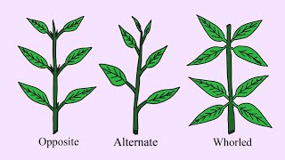 What is Phyllotaxy Types of Leaves based upon arrangement on stem in plants Plant Morphology notes [upl. by Belamy]