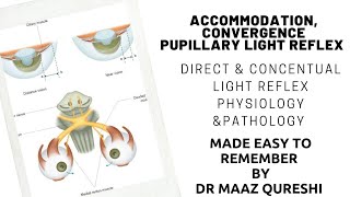 How can Eye Focus on Near Objects  Accomodation Convergance Pupillary Iight Reflex  Physiology Eye [upl. by Marjana]