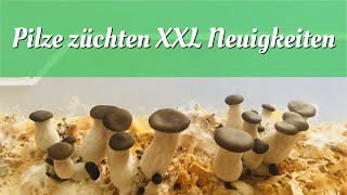 Speisepilze züchten XXL Neuigkeiten [upl. by Cheyney192]