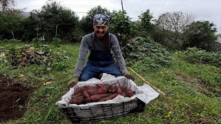 宮崎・日南 さつまいも大量収穫で私たちに笑顔が戻りました１０月の山暮らしを振り返ってみました [upl. by Nytsud]