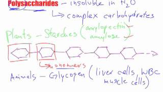 Bio B3  Polysaccharide Macromolecules [upl. by Lenssen677]