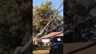 Roof and house destroyed 🤯 shorts roof roofer roofing roofershelper tree fail [upl. by Ahsaten]