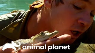 Steve Explores Mexico Citys Animals  The Crocodile Hunter  Animal Planet [upl. by Elimay]