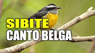 Canto Belga do Sibite Cambacica Ideal para seu Sibite Aprender Cantar [upl. by Ateiram405]