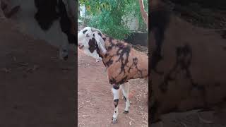 Pure Gujri Bakra  Team Farming Gupshup Ka Bakra shorts ytshorts goat [upl. by Ahsam]