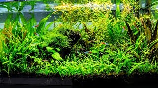 How To Aquascape A Low Tech Planted Aquarium part 3 [upl. by Graybill398]