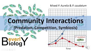 Community Interactions Competition Predation Symbiosis [upl. by Nayve]