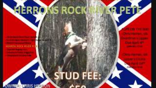 PETE BEST COON DOG IN THE STATE TO TENNESSEE [upl. by Akeret572]