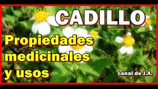 CADILLO – Propiedades medicinales y usos [upl. by Baron]