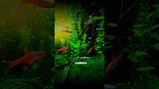 Best fish✅for your🐟aquarium  planted aquarium  small tank✅ aquarium fish [upl. by Halimaj143]