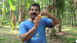 How to eat a Cashew fruit by Jiji [upl. by Anstice376]