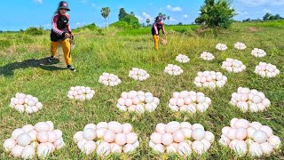 Amazing a Beautiful farmers daughter finds many duck eggs in a meadow by the roadside [upl. by Leasia]