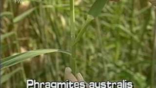 common reed Phragmites australis [upl. by Gould]