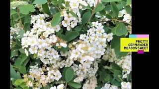 Pretty Germander Meadowsweet  Elmleaved Spirea  Spiraea chamaedryfolia [upl. by Jehoash186]