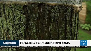 Mississauga prepares for fight against cankerworms [upl. by Zaneski]