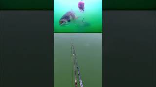 Watch how I reel it in fishing carpfishing visual bassfishing [upl. by Jabez]