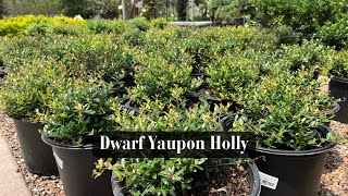 Dwarf Yaupon Holly [upl. by Ikuy]