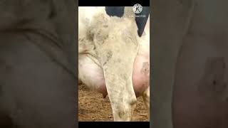 Holstein Friesian Cow Farming in Pakistan shorts shortvideo youtubeshorts [upl. by Thordis]