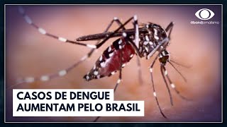 Casos de dengue podem chegar a 5 milhões em 2024  Jornal da Band [upl. by Demha294]