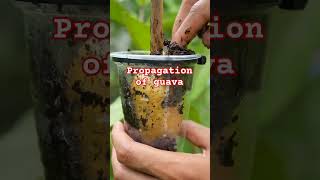 Propagation of guava gardening agriculturefarming shortsfeed viralshort ytshortsvi vegetables [upl. by Leunad397]