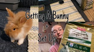 I’m Getting A Pet Bunny  Vlog [upl. by Betsy]