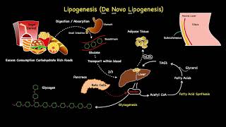 Lipogenesis Summarised [upl. by Meingoldas225]