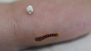 שבתאי השקד בקיעה  Giant Peacock Moth Saturnia pyri hatching [upl. by Anaele]