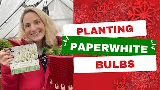 Planting Paperwhite bulbs ❄️ how to grow Paperwhites [upl. by Einahc]