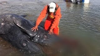 Conjoined Whale Calves Discovered At Scommons Lagoon Mexico [upl. by Akema697]