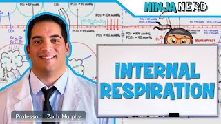 Respiratory  Internal Respiration [upl. by Tloc808]