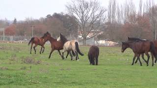 Une journée avec moi aux écuries MampK et leurs copains 😉 [upl. by Oidualc605]