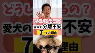 【第２弾】愛犬の分離不安7つの理由dog 犬のしつけ 犬のいる暮らし [upl. by Nirret]