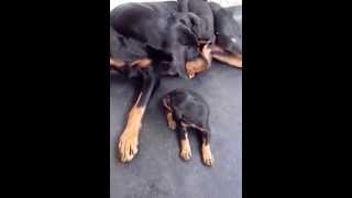 Doberman filhotes com 30 dias caldas novas [upl. by Cleaves]