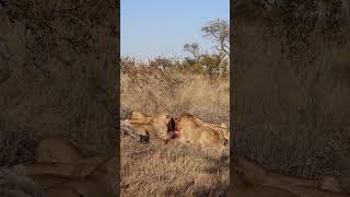 Lion Feeding Frenzy  Monwana Game Lodge  Thornybush Nature Reserve  South Africa wildlife lion [upl. by Parfitt]