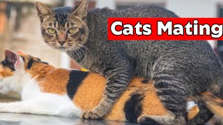 Cats Mating  How Cats Mate [upl. by Moraj93]