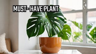 Why You Need a Monstera Plant The Benefits of Having Houseplants [upl. by Ydnec]