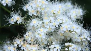 Sorbaria tomentosa var angustifolia Kashmir False Spiraea [upl. by Lawtun461]