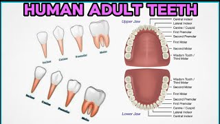 What Are The Different Types of Teeth [upl. by Zolnay]