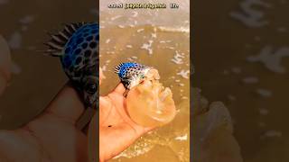 Saved Tigerfish amp Jellyfish 🥺♥️👍 shorts ocean fish fishing beach viralshorts animals sea [upl. by Jerome671]