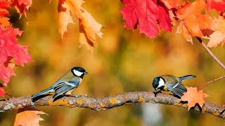 3 HORAS de Sonidos Relajantes de Pájaros Cantando 🐦 El Canto de las Aves la Naturaleza y el Bosque [upl. by Procto]