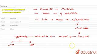 In humans schizont stage of Plasmodium is found in  11  PROSTISTA  BIOLOGY  ERRORLESS  D [upl. by Torres]