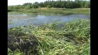 WeedRazer Cutting cattails [upl. by Varien]