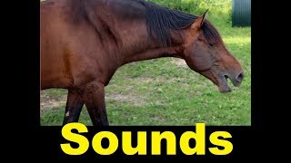 Horse Whinny Sound Effects All Sounds [upl. by Adnilrem]