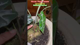 Alocasia Polly Plant Update  House Plants  Steffanie’s Journey [upl. by Sutsugua]