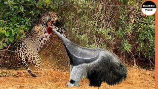 Giant Anteater Face Off The Jaguar [upl. by Saretta842]