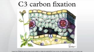 C3 carbon fixation [upl. by Atnohsal640]